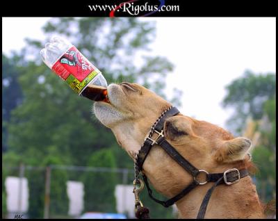un chamo ki boit du coca-cola ! ! ! 
